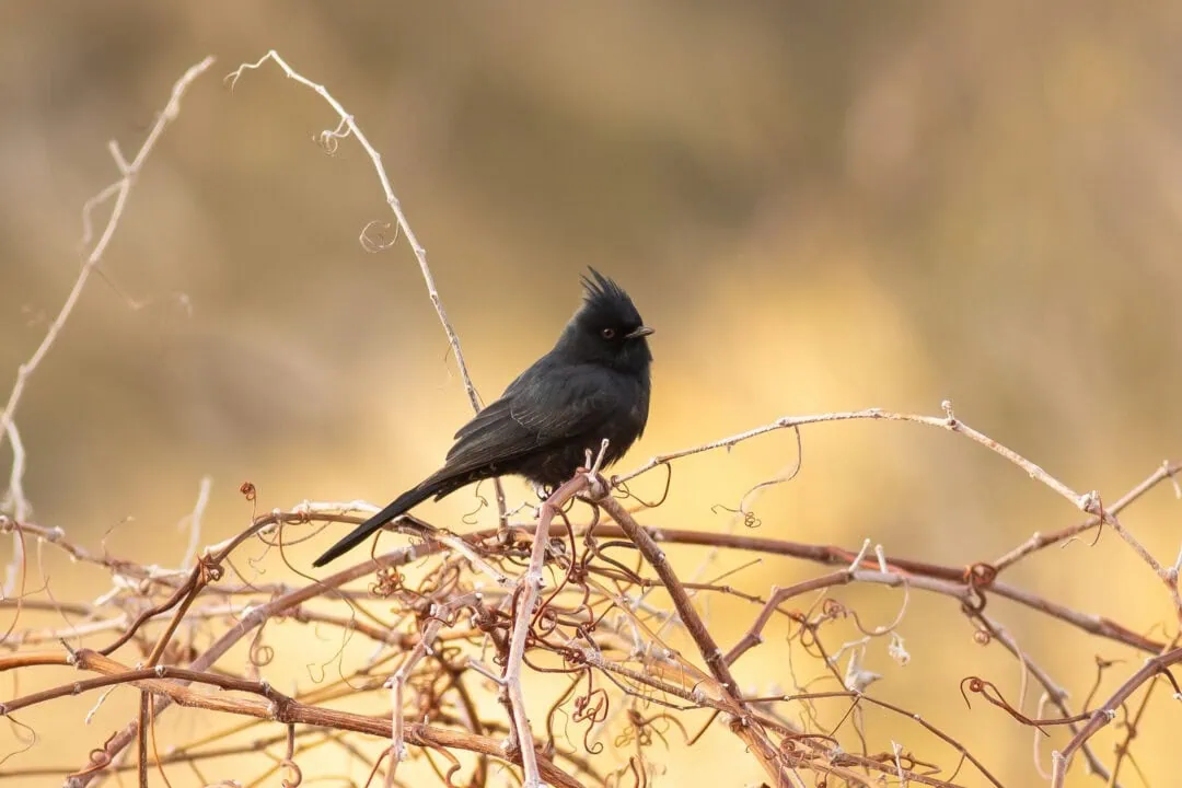 Black bird perched on dry branches in natural habitat.