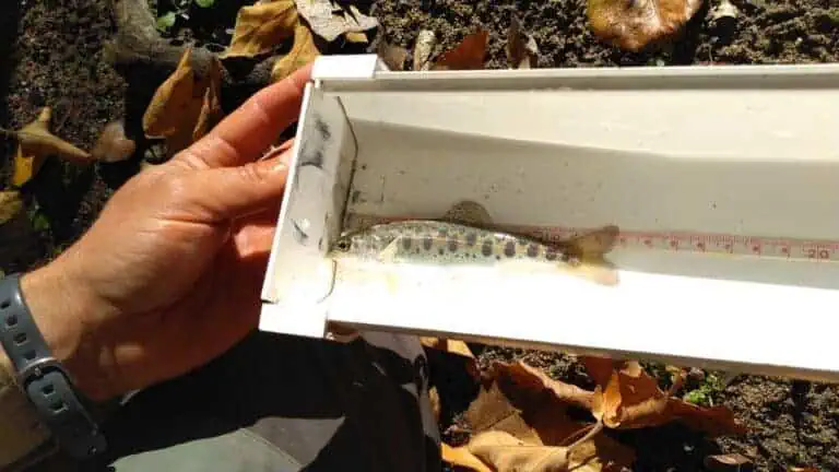Return of Steelhead Trout to Santa Margarita River
