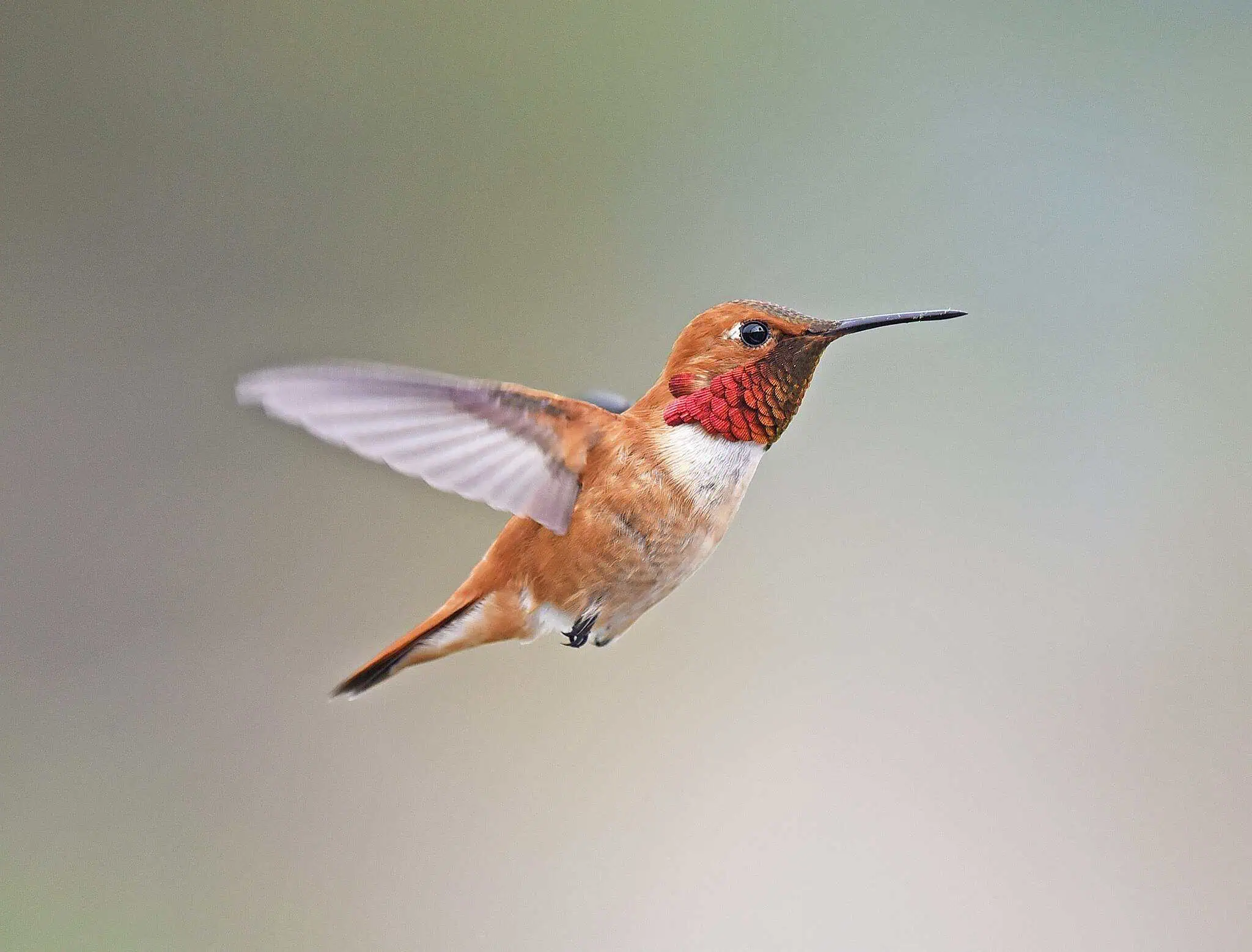 Close-up of a vibrant Rufous Hummingbird in mid-flight with blurred background.