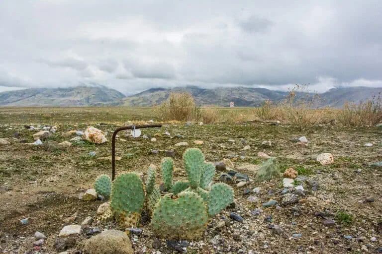 Bakersfield Cactus at Wind Wolves Preserve
