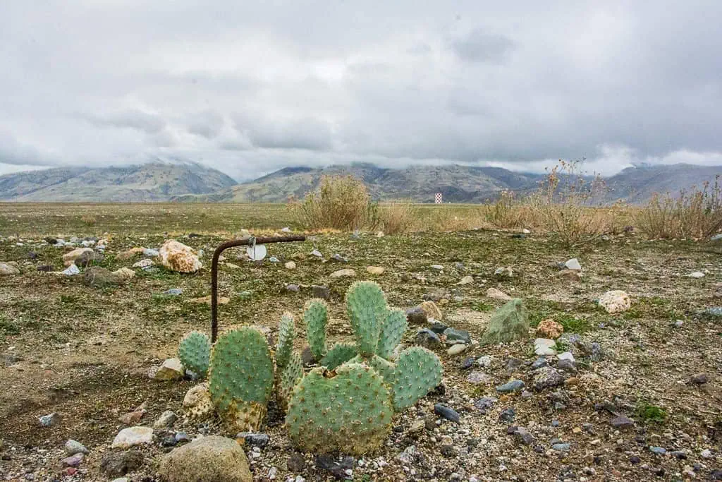 Bakersfield Cactus at Wind Wolves Preserve