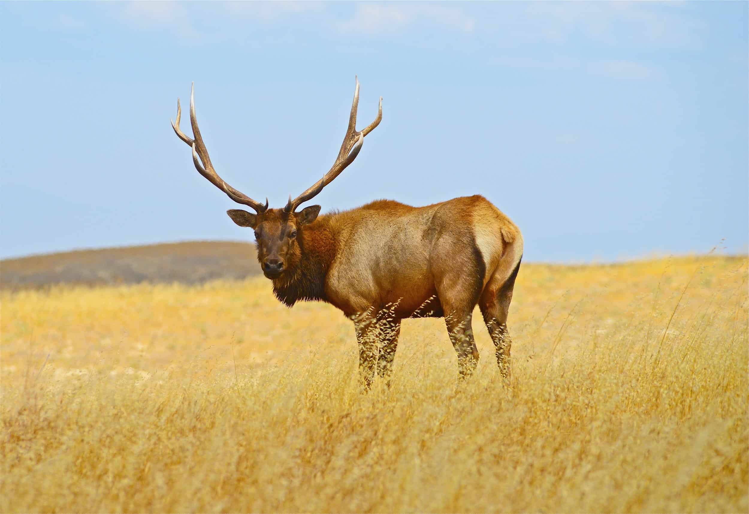 Majestic Tule Elk with large antlers in open grassland.