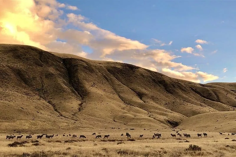 Tule-Elk.ME