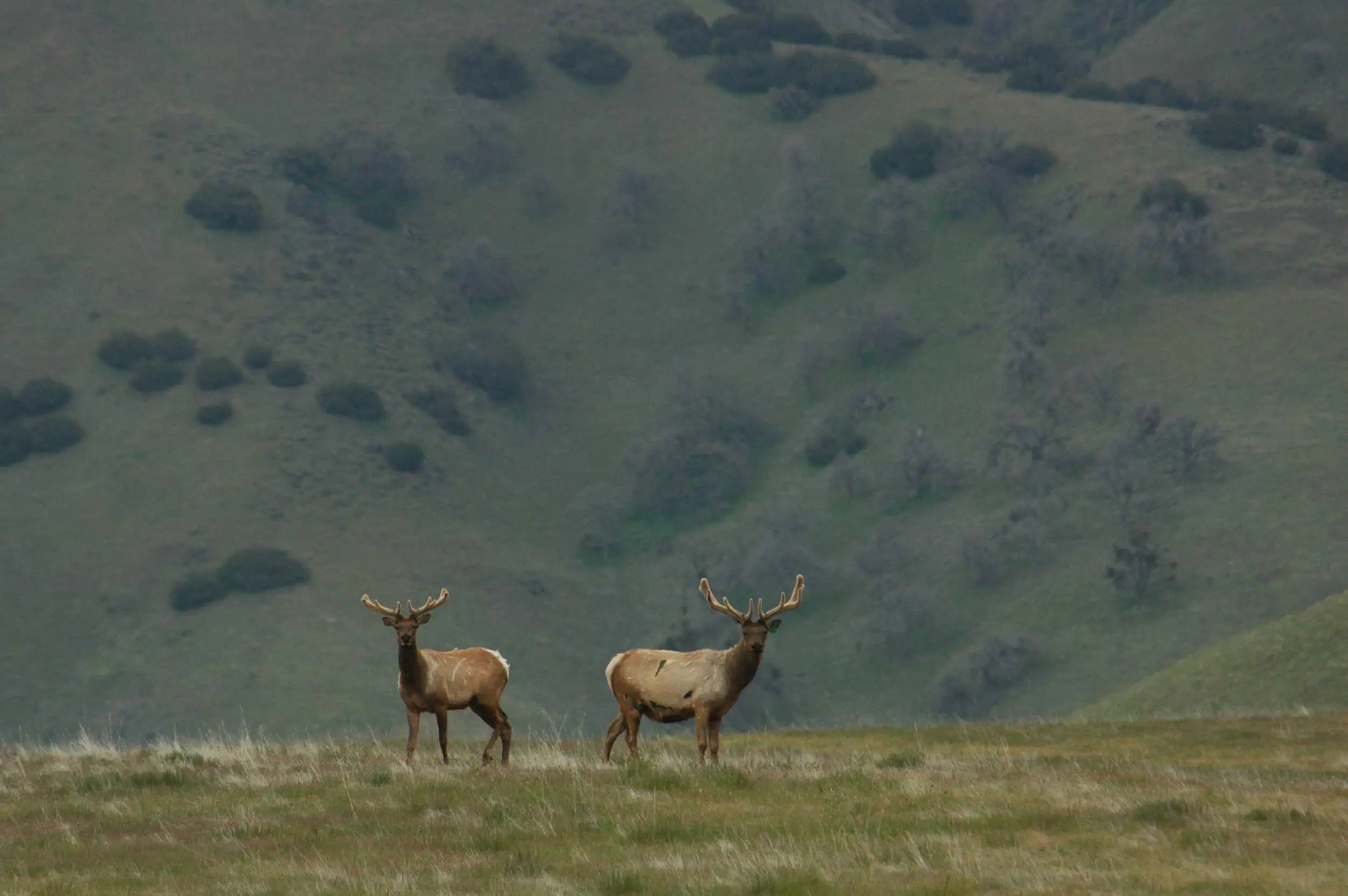 Tule Elk at Wind Wolves Preserve