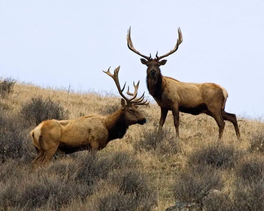 Tule elk with large antlers in grassland at Wind Wolves Preserve.