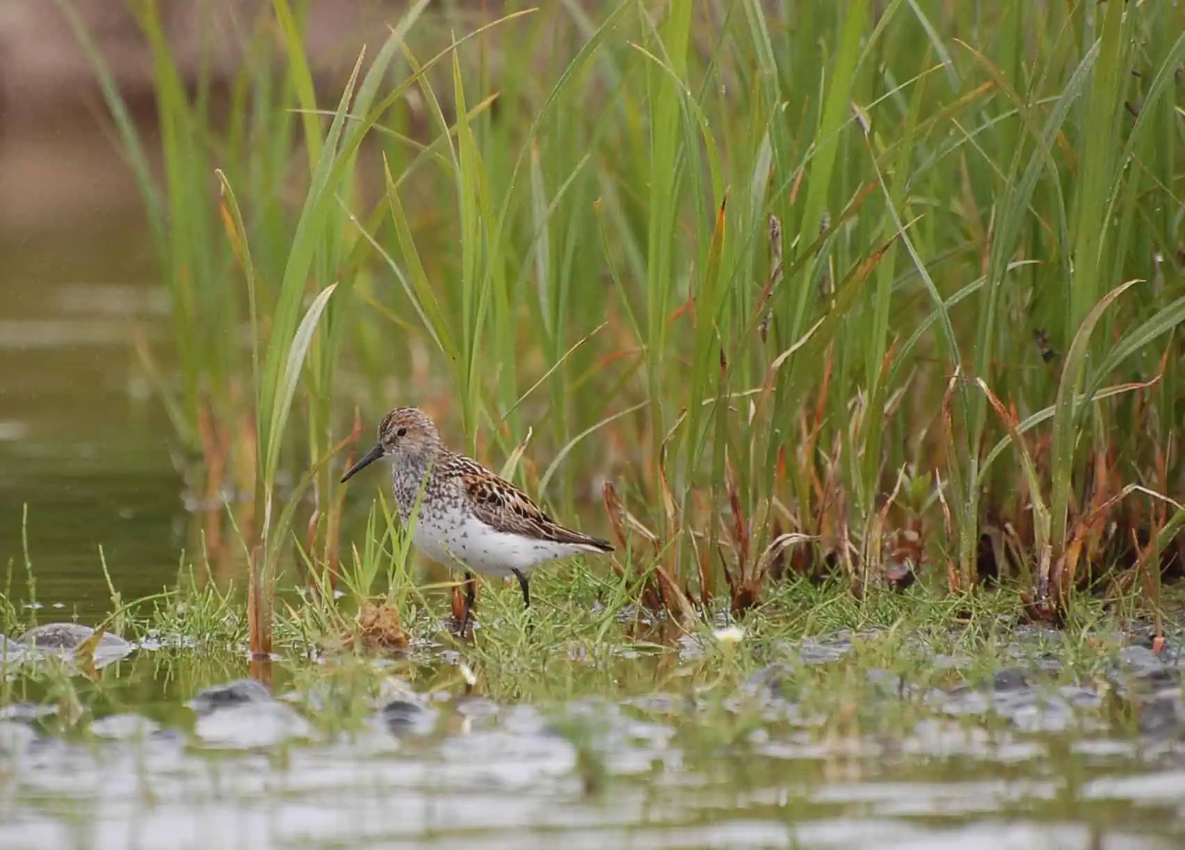 A shorebird standing in a wetland among tall grasses and water.