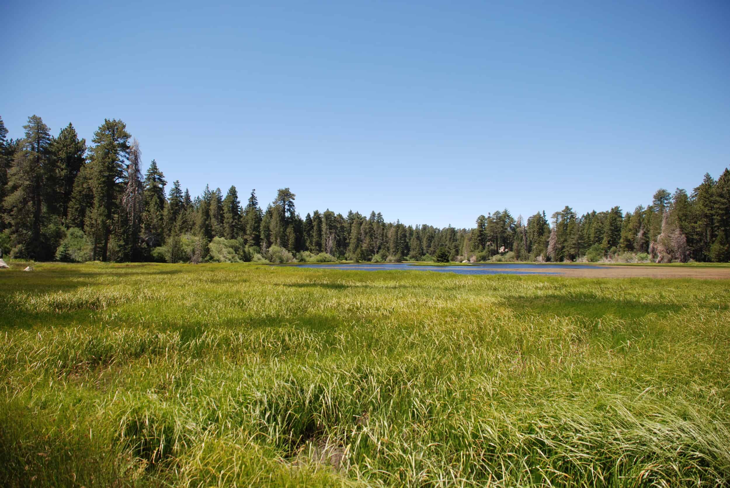 Scenic view of Bluff Lake with lush green meadow and forested background.