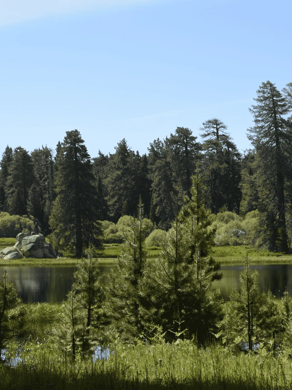 Tranquil lake surrounded by pine trees and lush greenery under a clear blue sky.