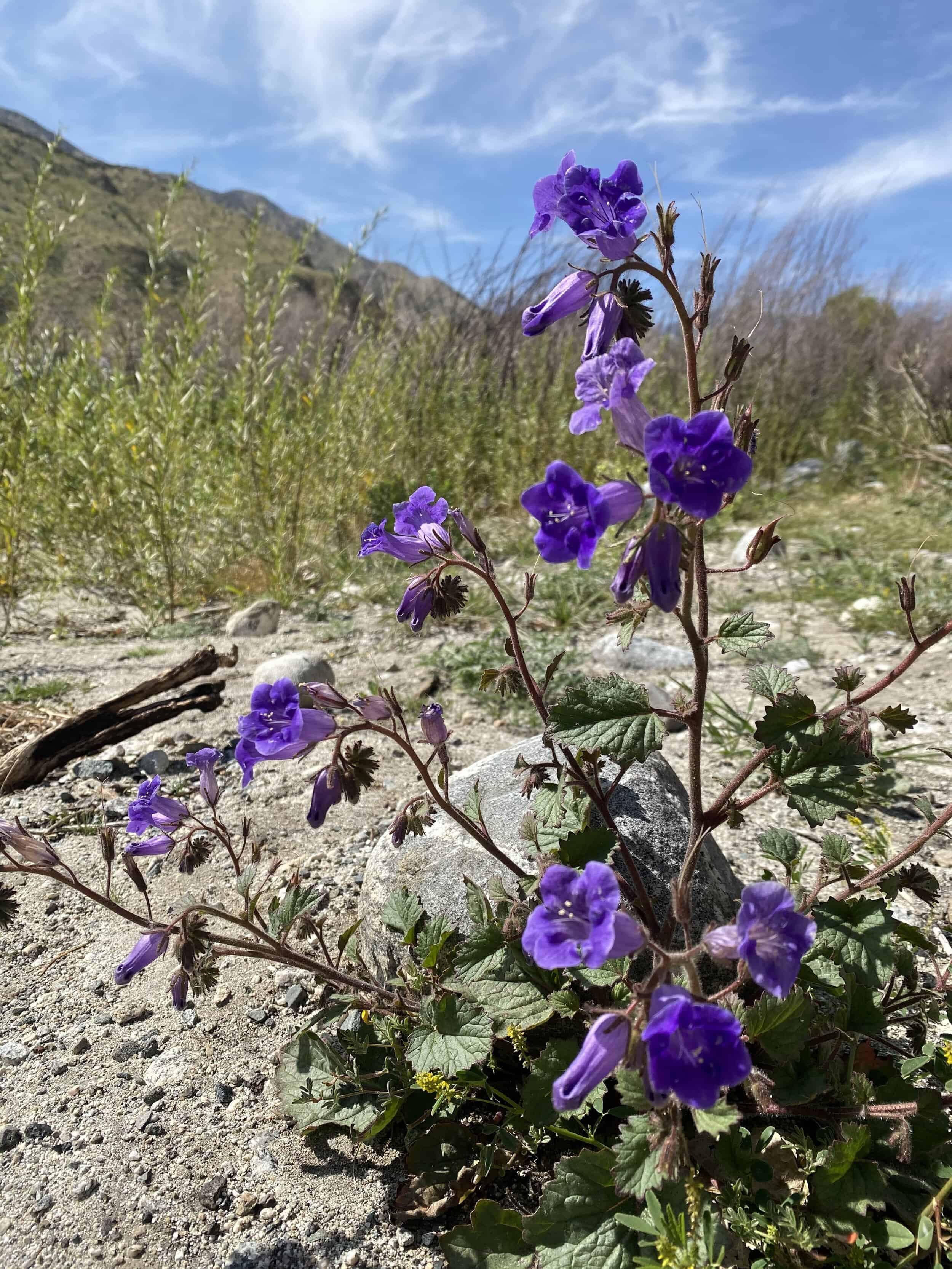 Purple wildflowers blooming in Whitewater Canyon desert landscape.