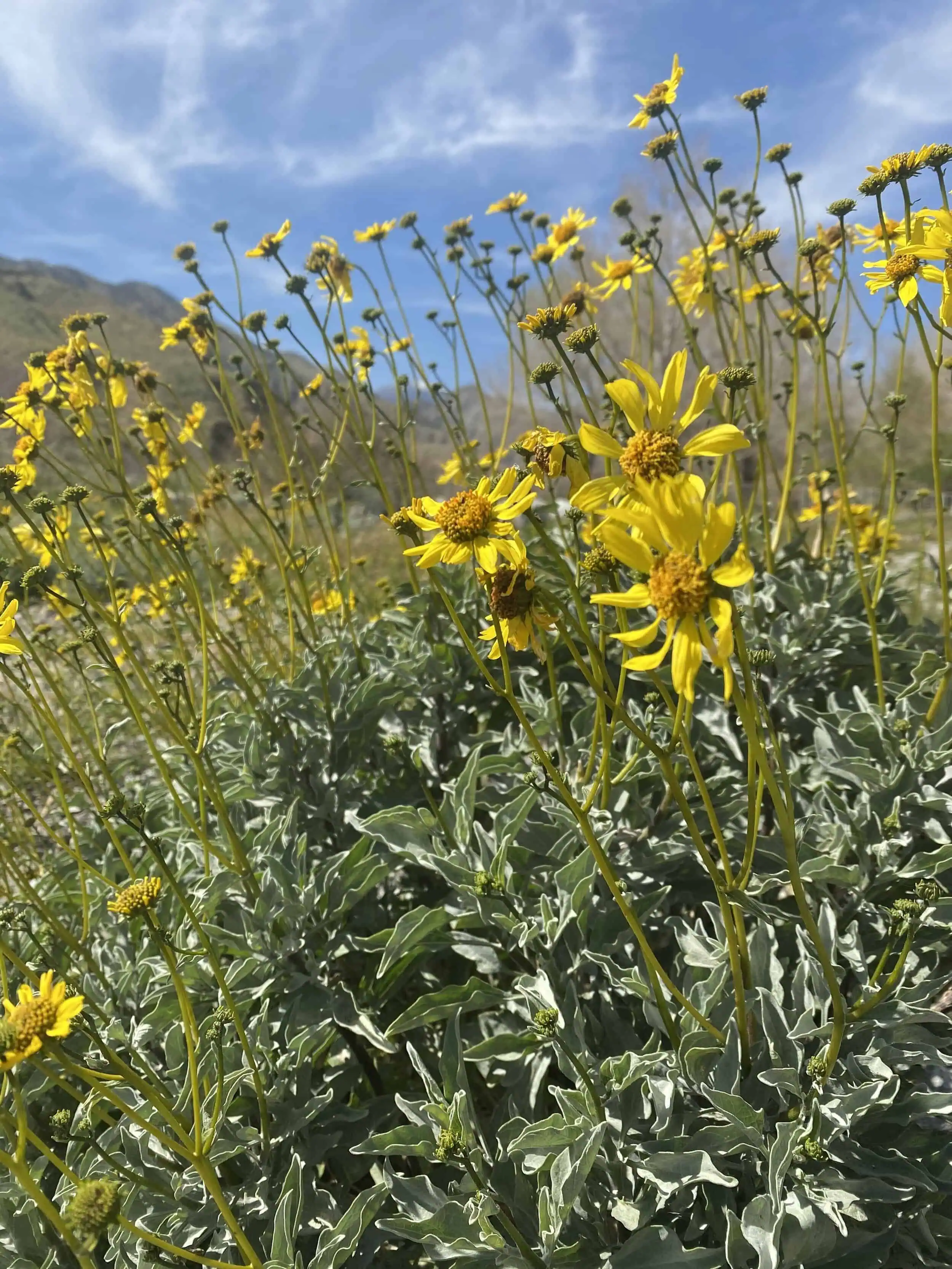 Whitewater Wildflowers