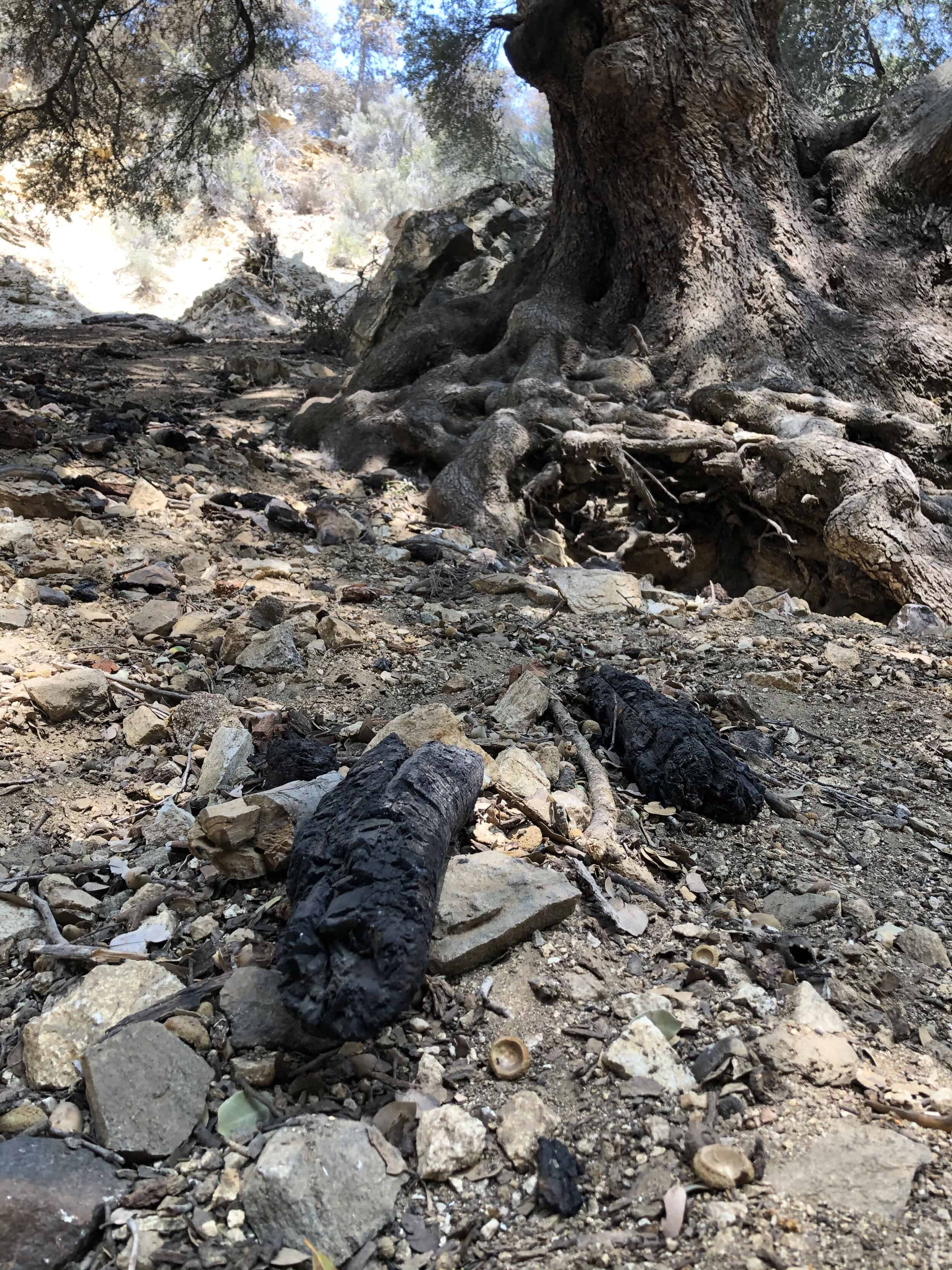 Ancient oak with charred wood and rocky ground in a natural setting.