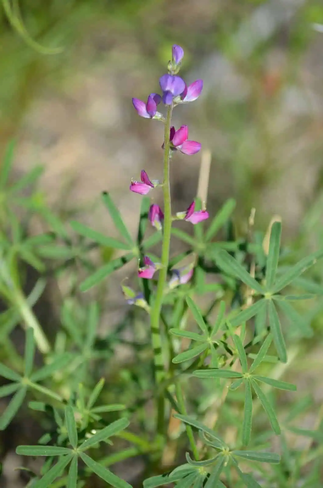 Wildflowers at The Wildlands Conservancy