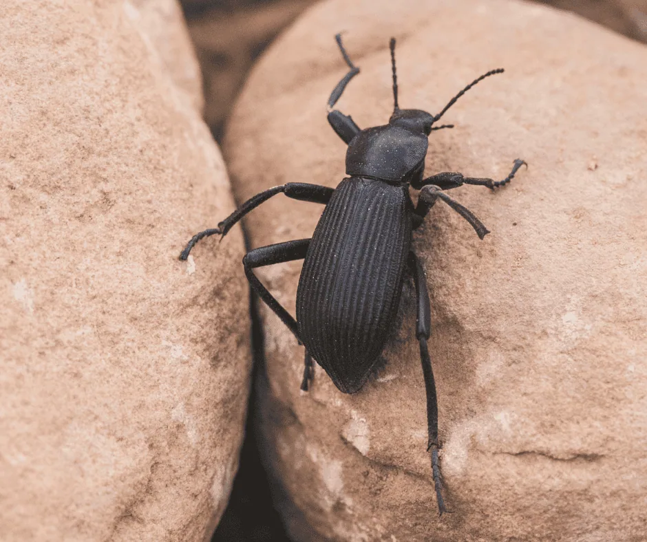 Black Beetle on Rocks