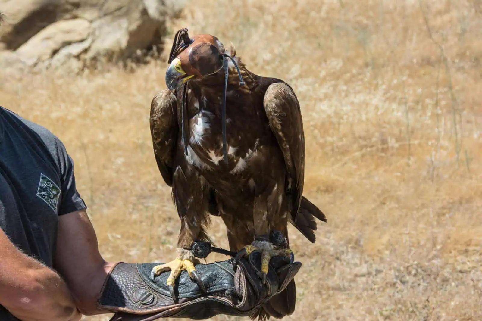 Golden Eagle Release at Wildlands Conservancy