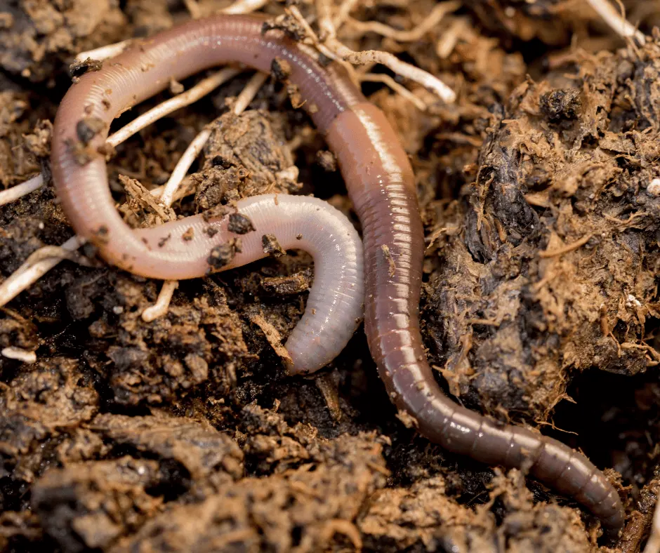 Close-up of earthworm in soil for science education.