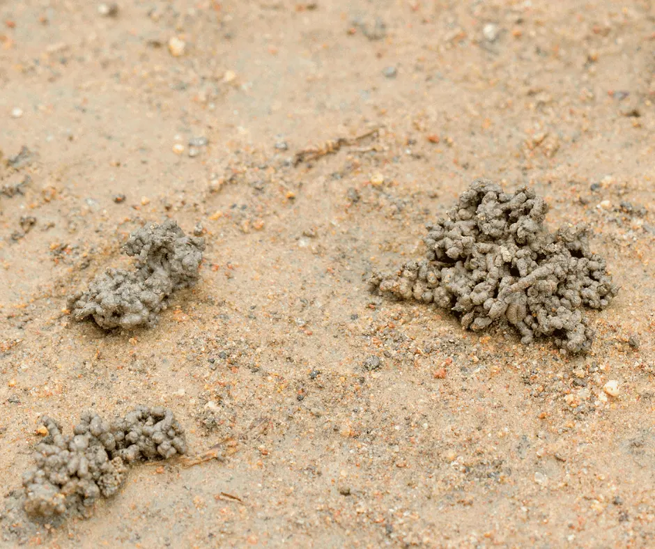 Close-up of sand and mud clumps on a sandy surface.