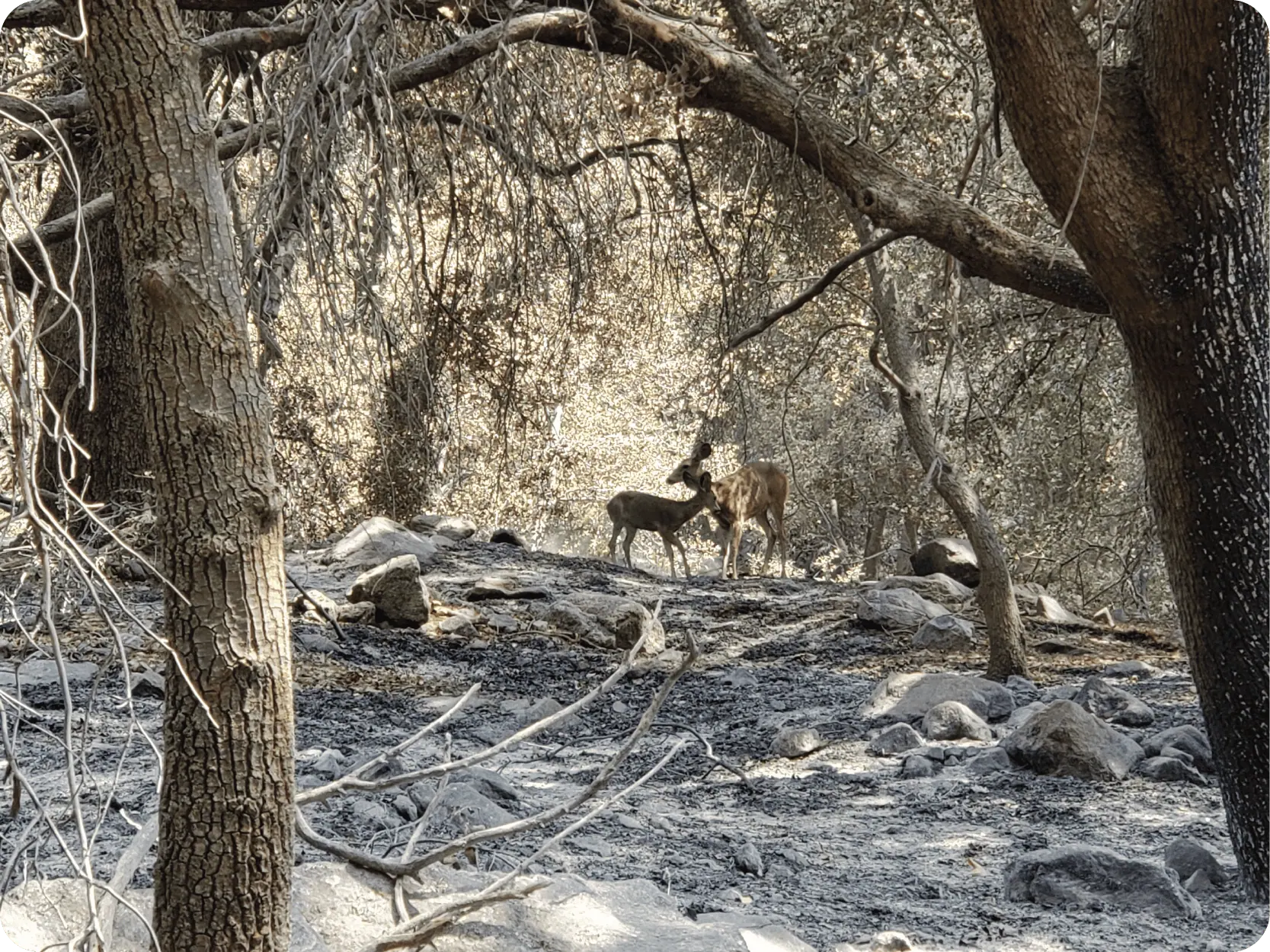  Mule deer in the aftermath of the El Dorado Fire. Photo by John Trammell 