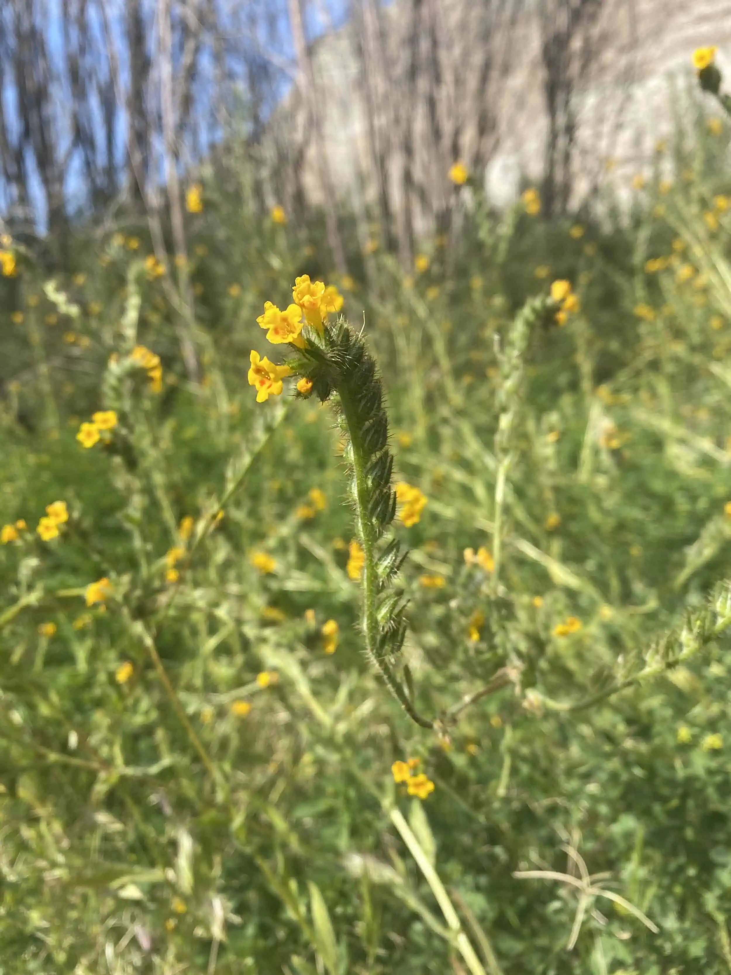 Close-up of yellow wildflowers blooming in Whitewater Wildflowers area.