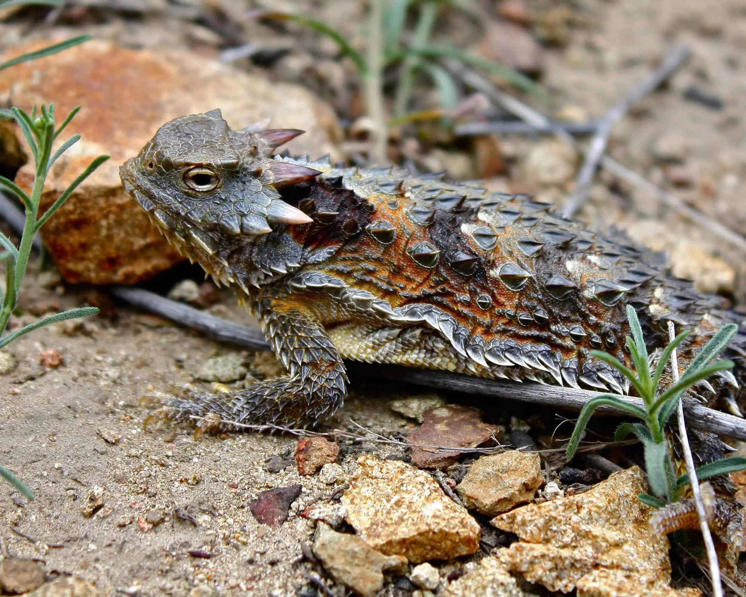 Rare Reptiles of Whitewater Preserve