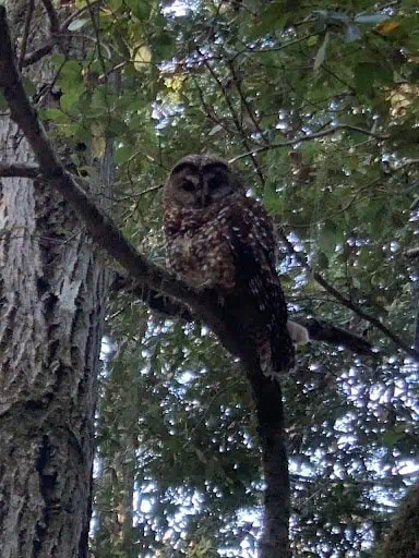 Coast Redwood Forest Owl