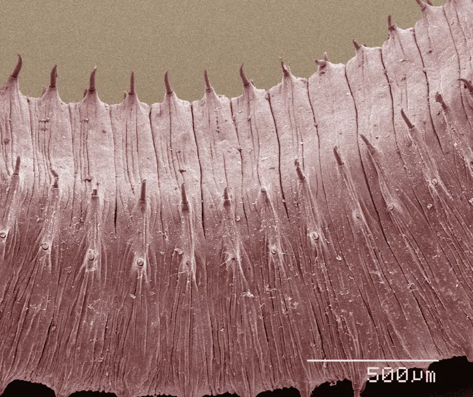 Close-up of plant leaf surface showing tiny hairs and texture.