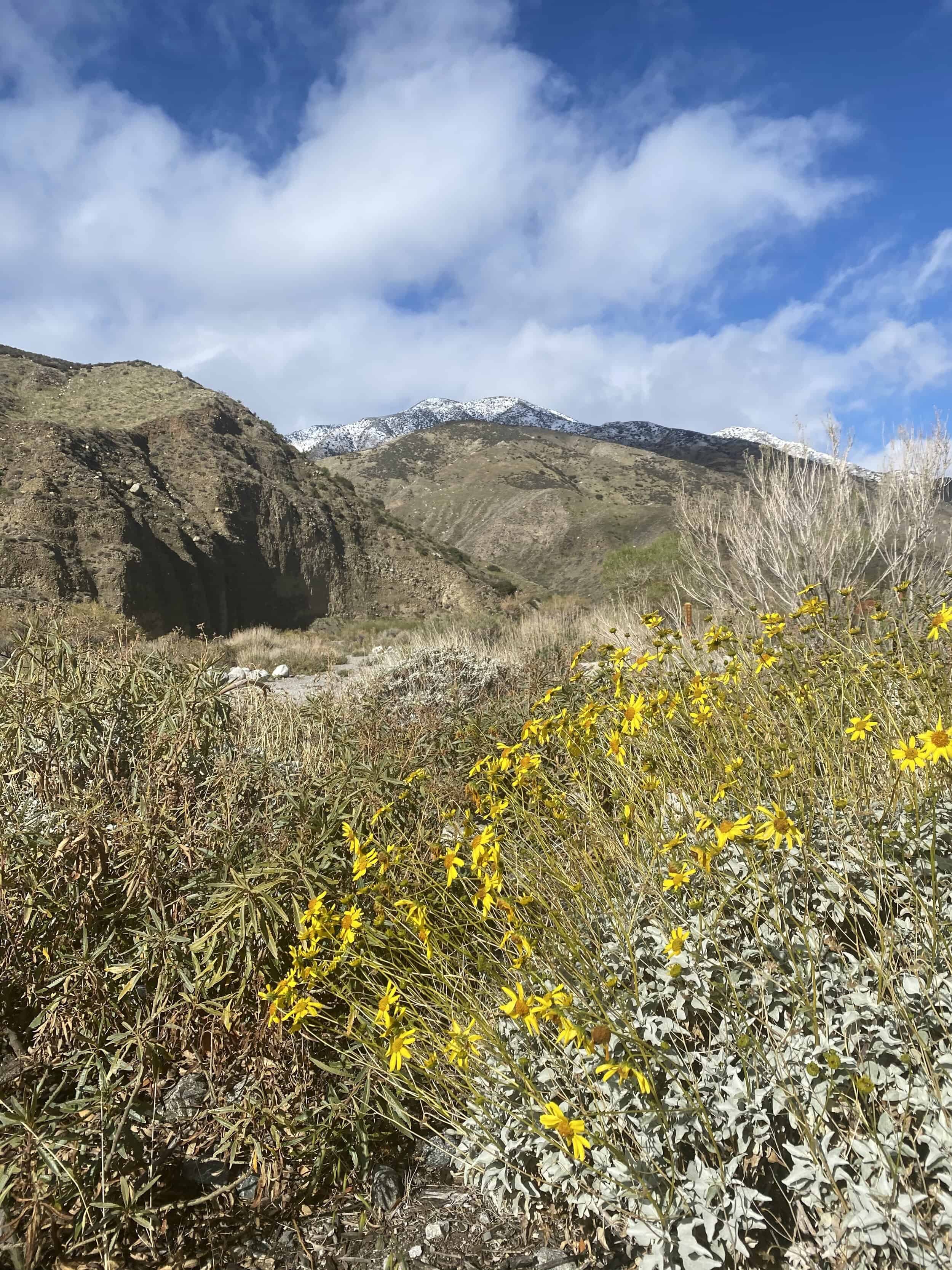 We’re Welcoming Spring, and You, to Whitewater Preserve