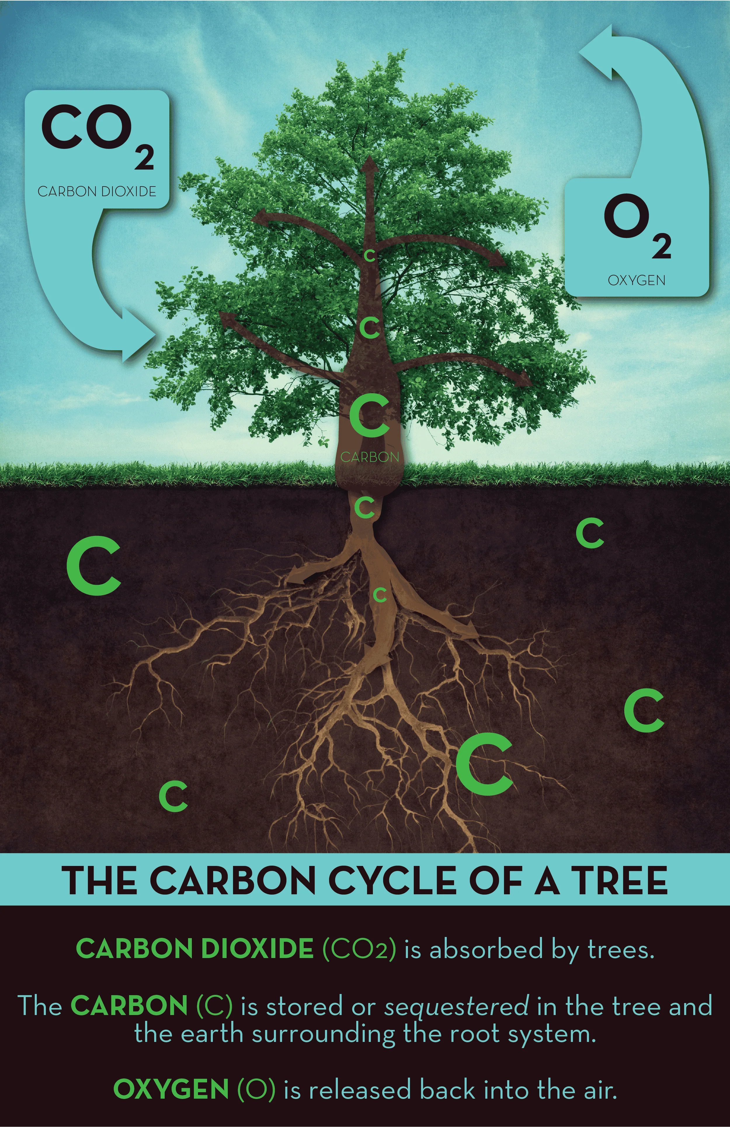 Illustration of a tree showing carbon dioxide absorption and oxygen release.