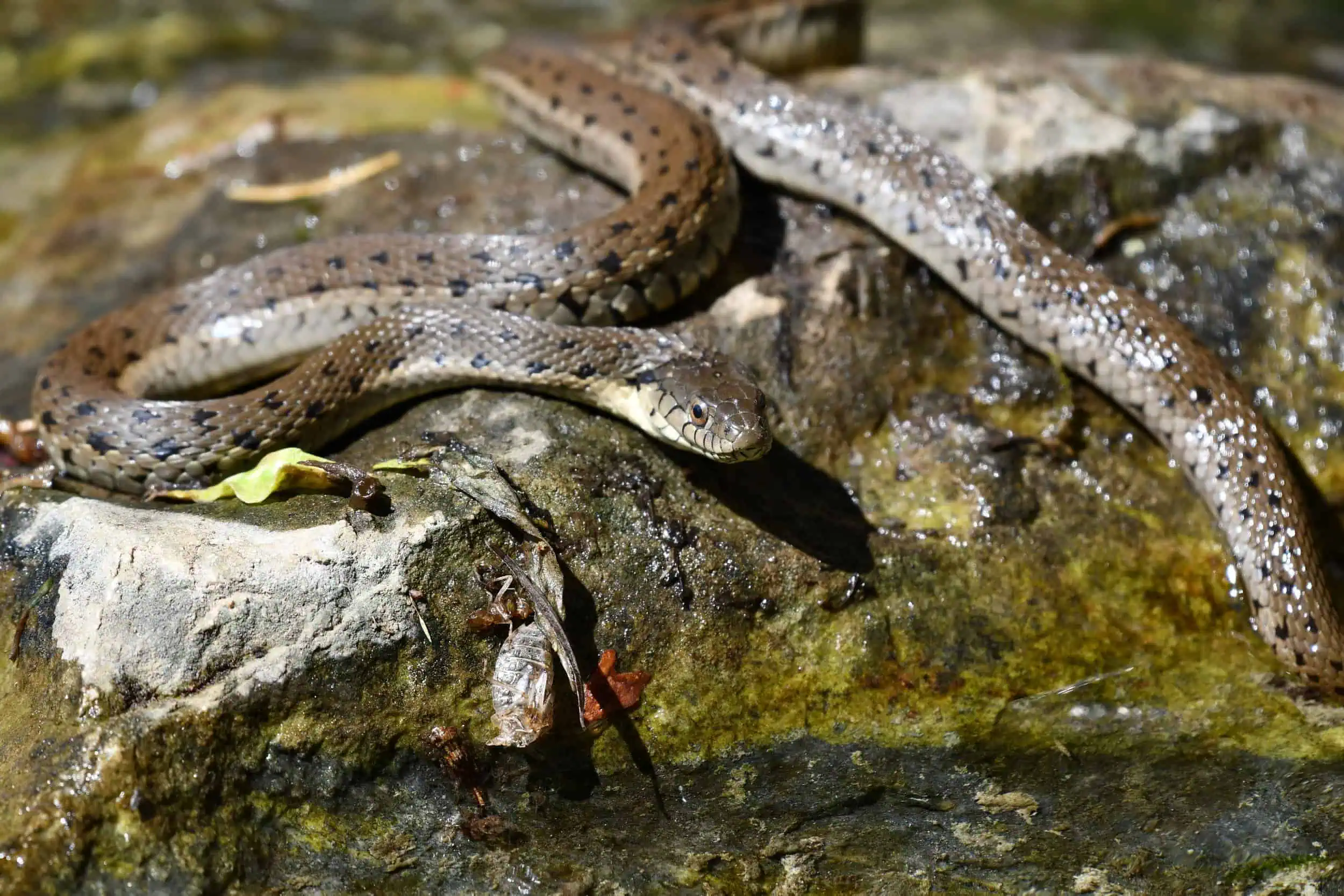 Rare Reptiles of Whitewater Preserve