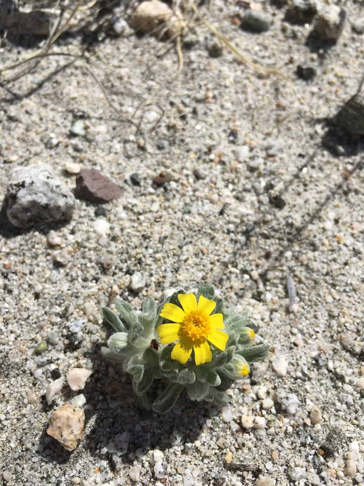 Whitewater Wildflowers