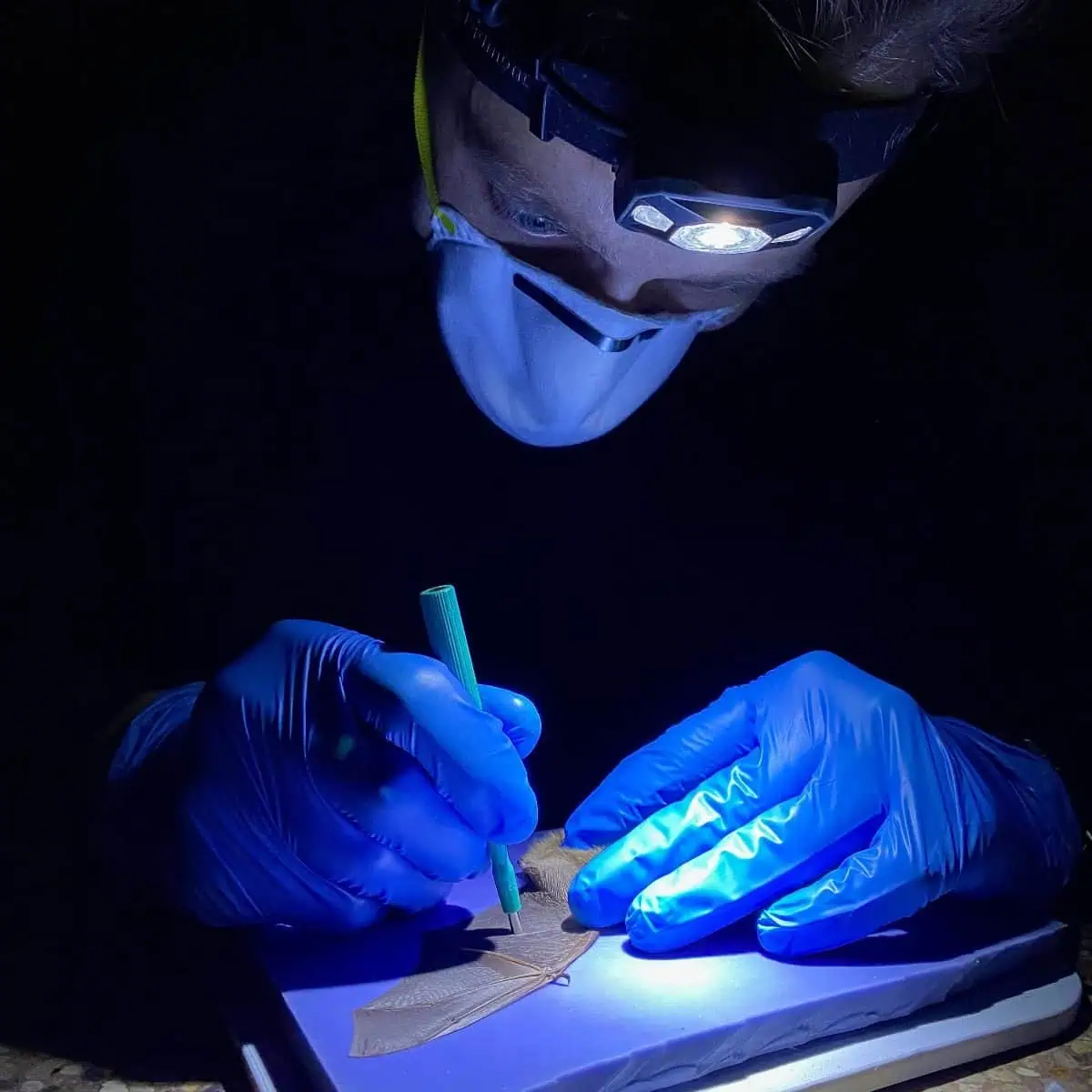 Researcher examining bat wing sample with UV light and tools.