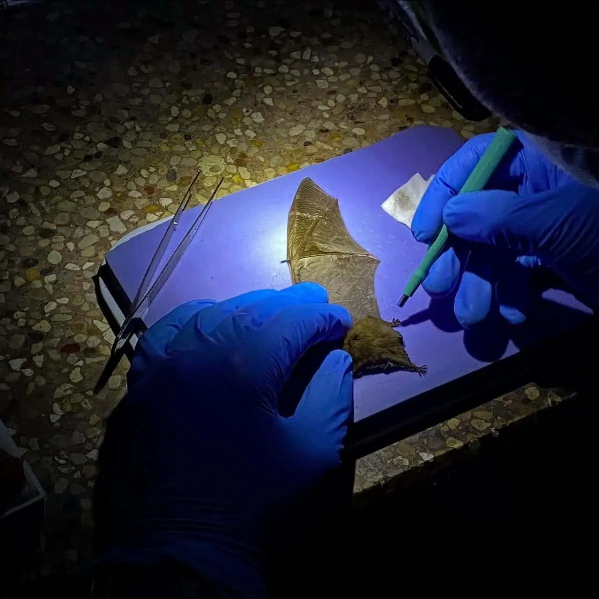 Researcher examining a bat with tools under low light conditions.