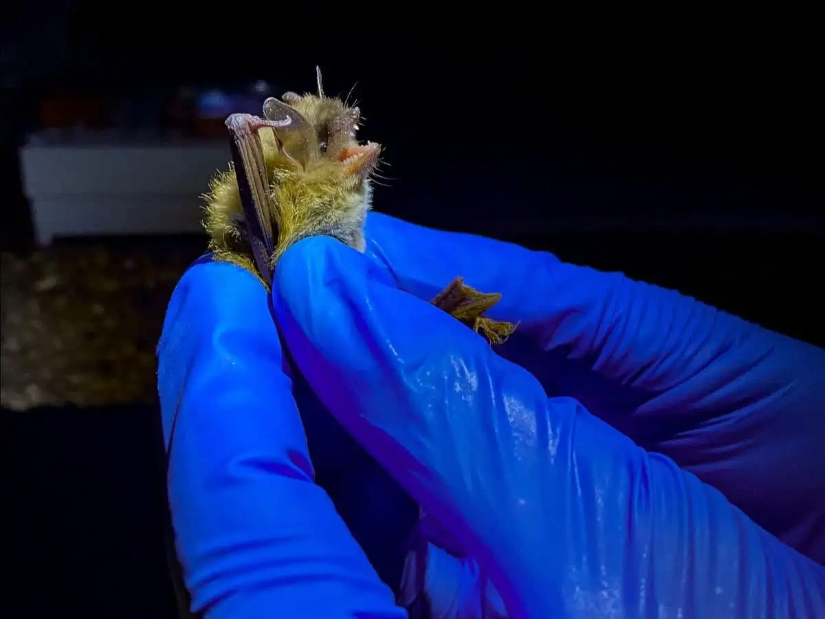Close-up of a bat being examined by a researcher in blue gloves.