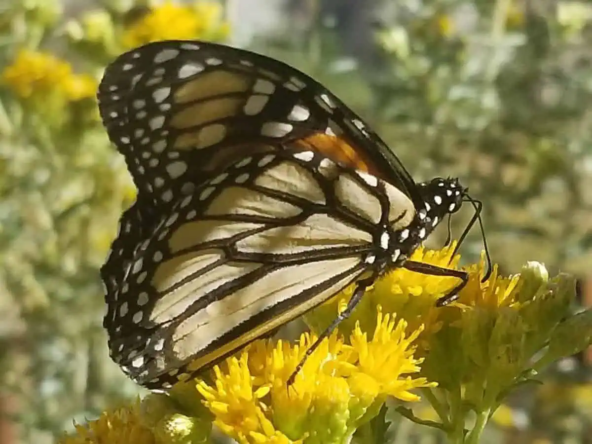 Monarch butterfly perched on a yellow flower in a natural setting.