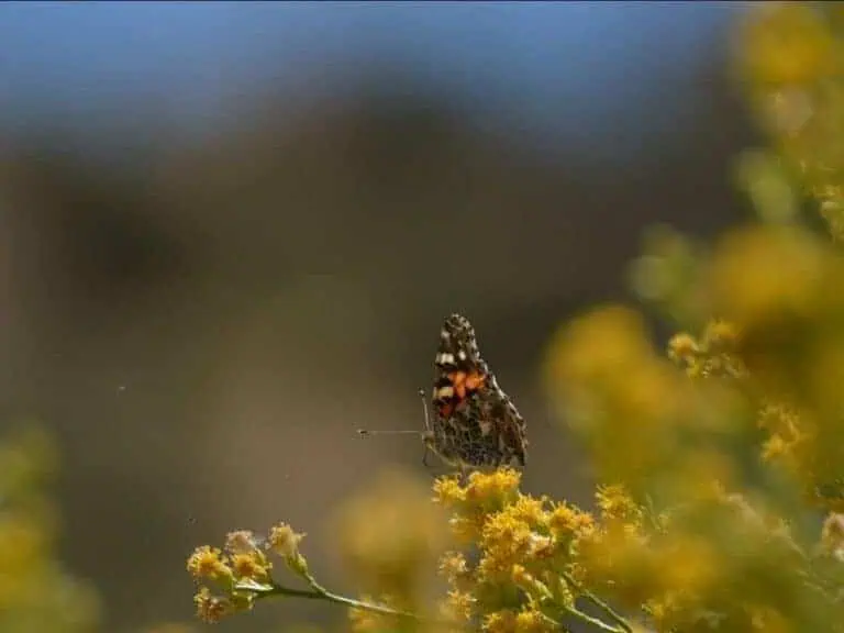 Butterfly on Yellow Flower
