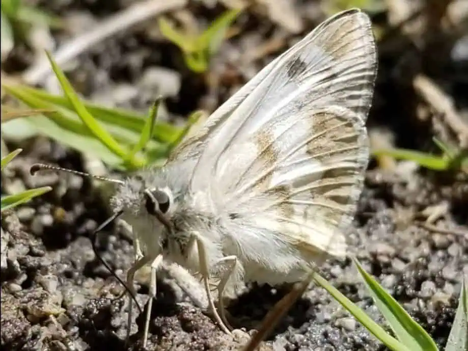 White butterfly resting on soil with grass blades nearby.