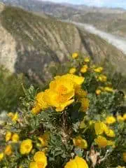 Wildflowers in the California Mountains