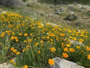 Get Outside for Some Wildflowers