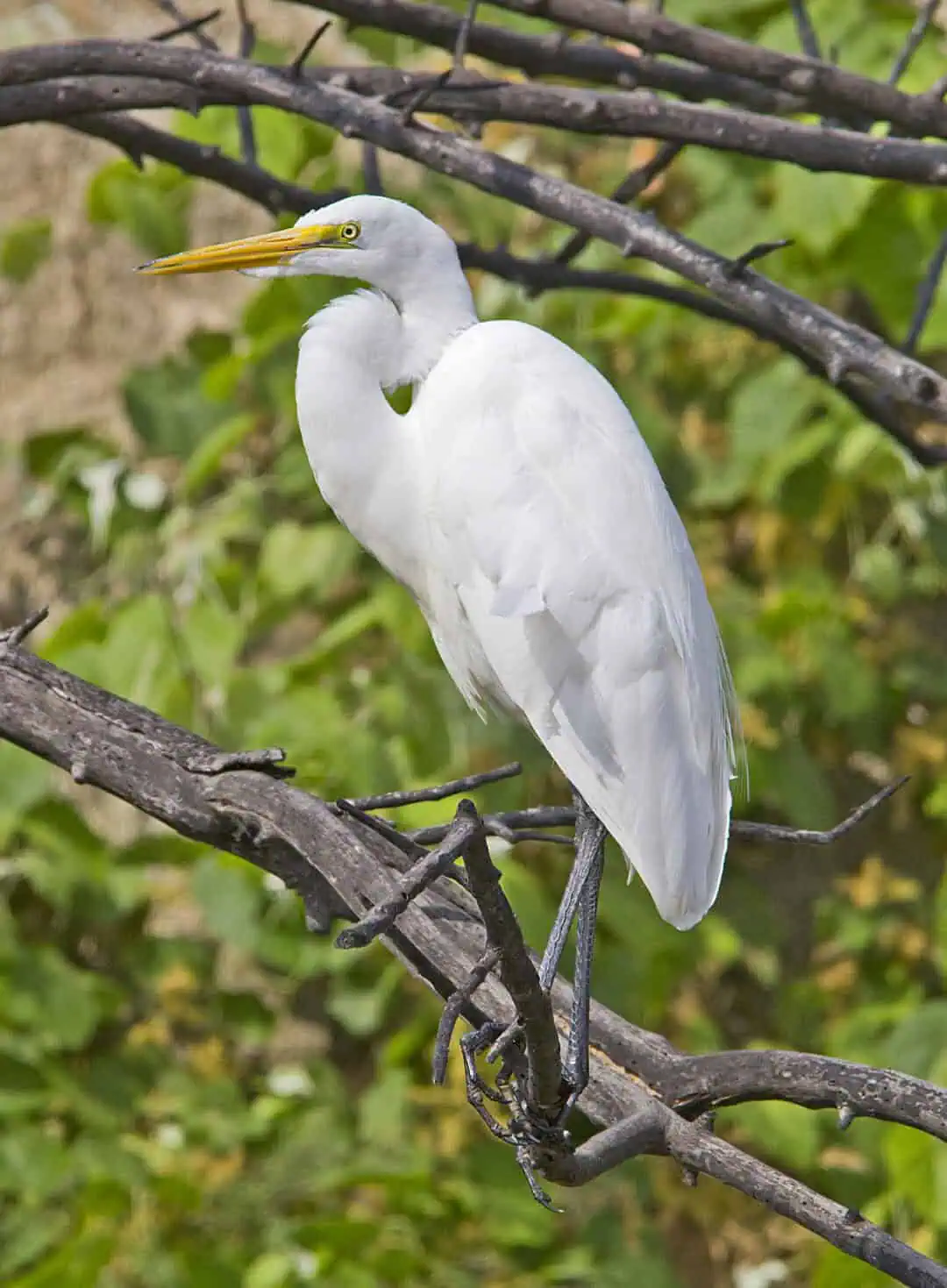 Great egret perched on tree branch in natural habitat.