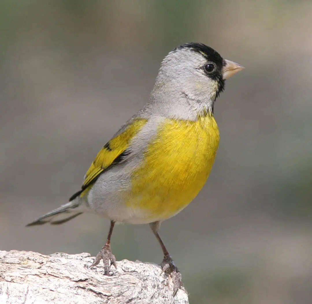 Yellow and gray bird perched on a branch during a bird walk.