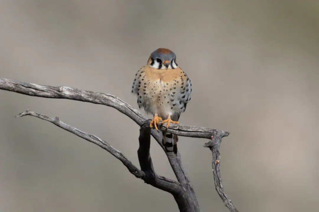 American kestrel perched on a branch during a bird walk.