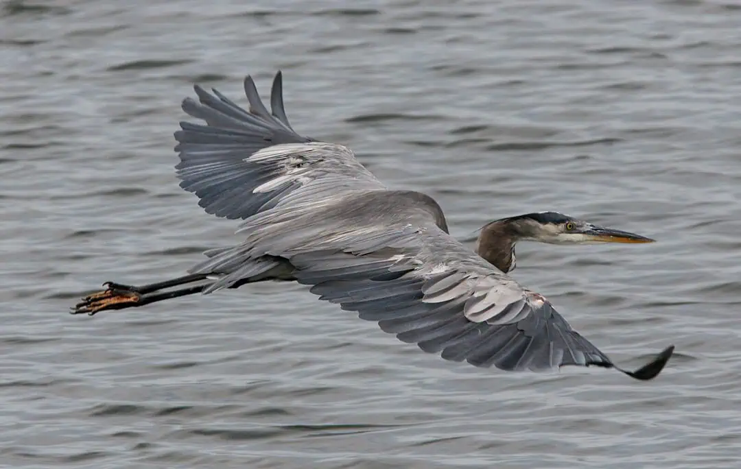 Great blue heron flying over water during a bird walk event.