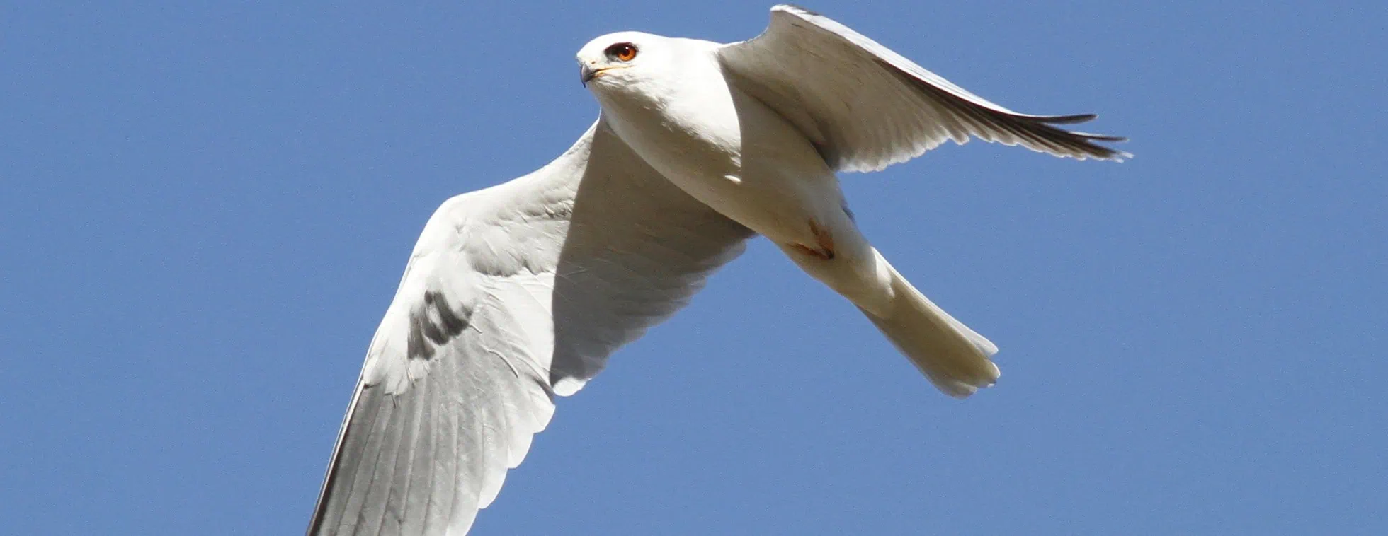 Seagull soaring in clear blue sky during fall migration.