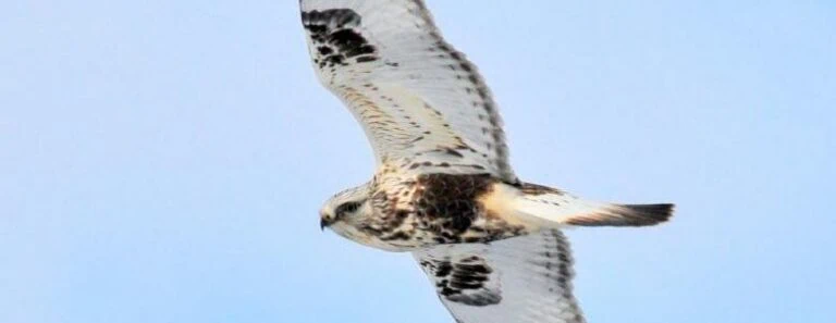 Osprey in Flight During Fall Migration
