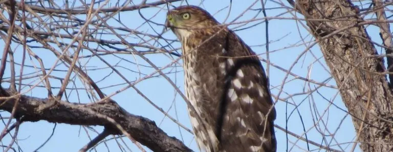 Birds of Prey Fall Migration