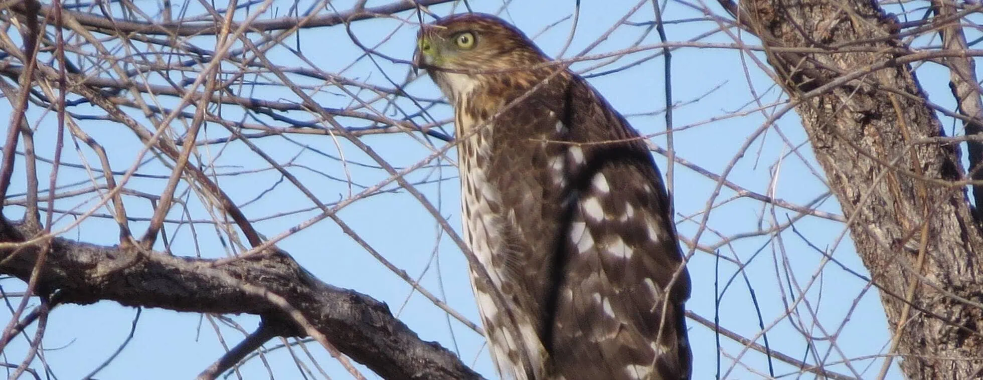 Sharp-shinned Hawk perched on a tree branch during fall migration.
