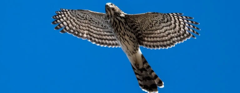 Bird of Prey in Flight During Fall Migration