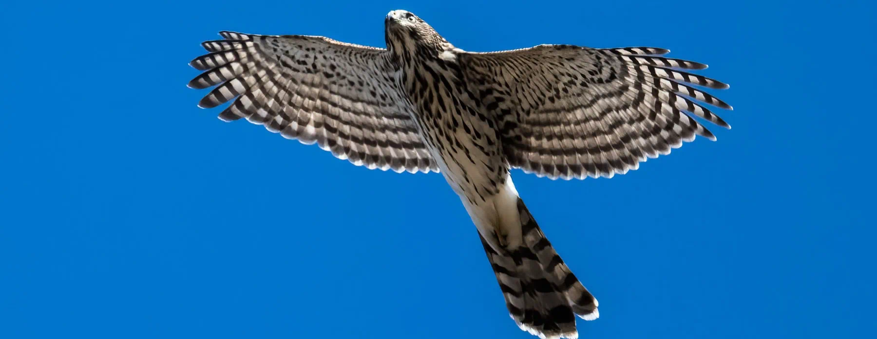 Sharp-shinned hawk soaring against clear blue sky during migration.