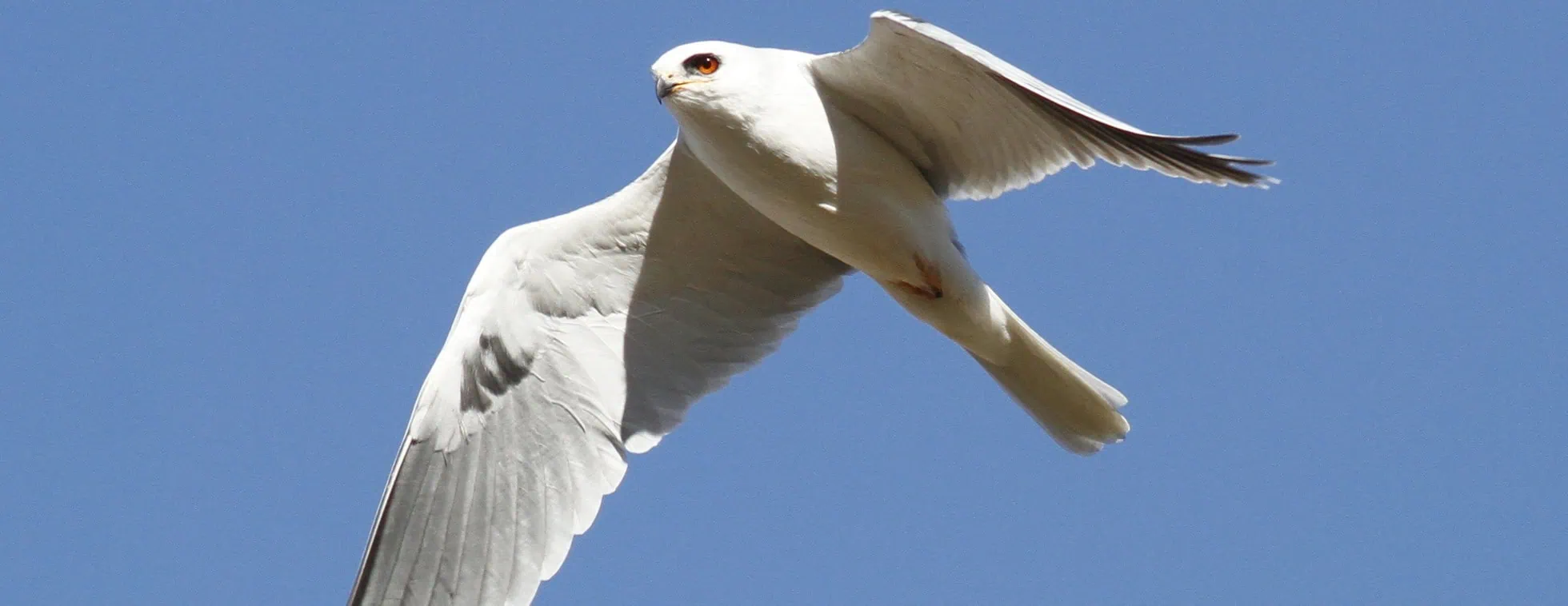 Seagull soaring in clear blue sky during migration season.