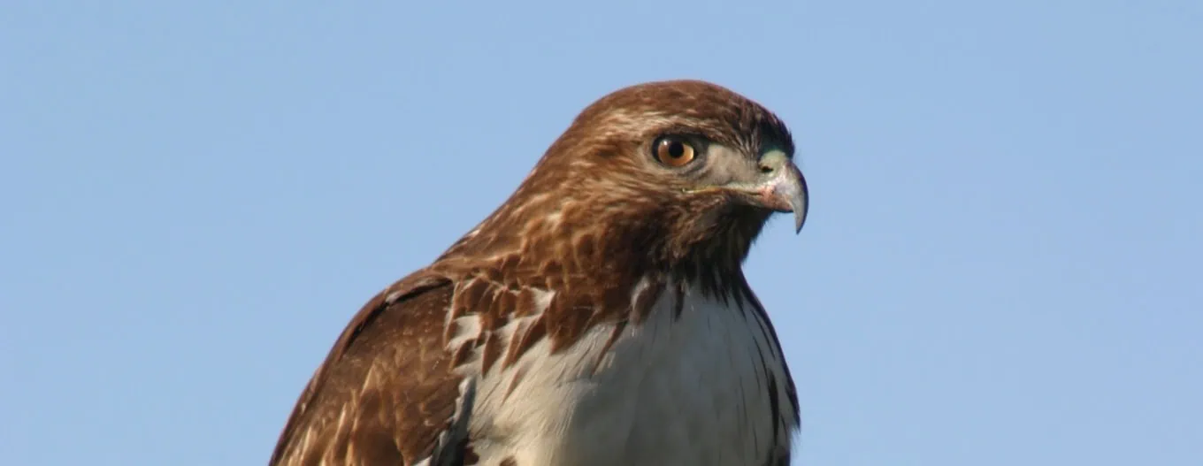 Close-up of a bald eagle with brown and white feathers against a blue sky.