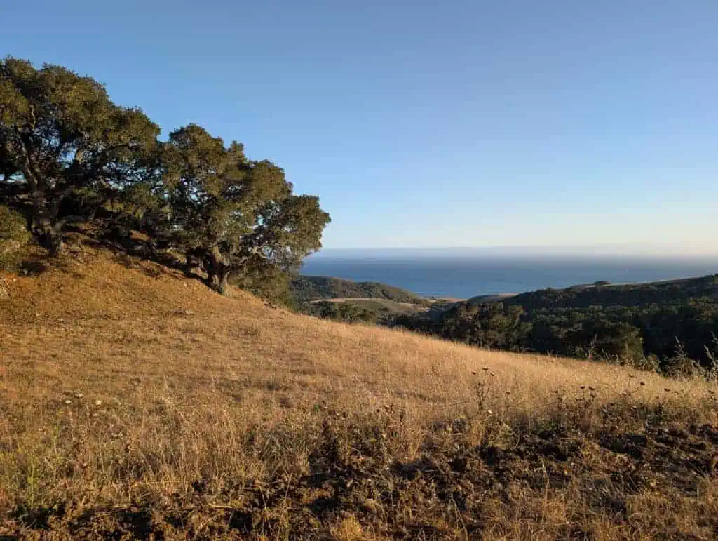 Scenic view of Wild Cherry Canyon with trees and ocean in the background.